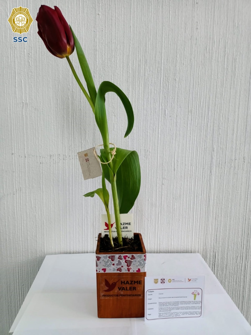 VENTA TULIPANES Y ORQUÍDEAS CULTIVADAS POR LAS PERSONAS PRIVADAS DE LA LIBERTAD (1).jpeg