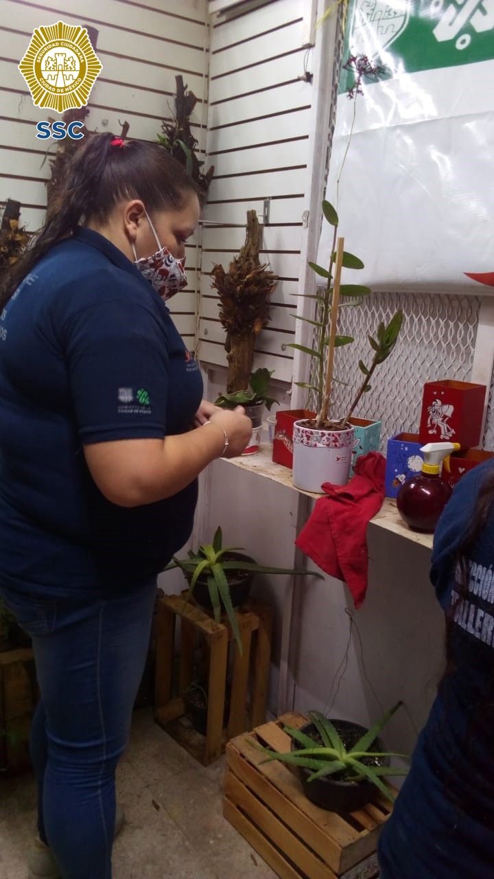 VENTA TULIPANES Y ORQUÍDEAS CULTIVADAS POR LAS PERSONAS PRIVADAS DE LA LIBERTAD (2).jpeg