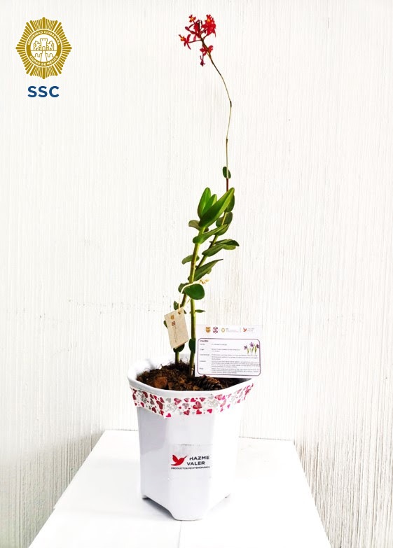 VENTA TULIPANES Y ORQUÍDEAS CULTIVADAS POR LAS PERSONAS PRIVADAS DE LA LIBERTAD (4).jpeg