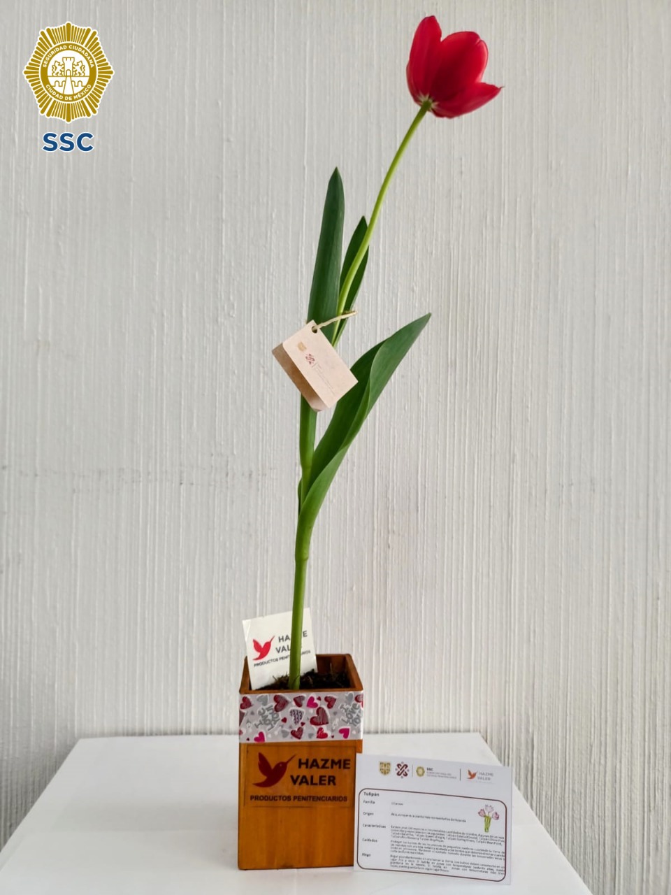 VENTA TULIPANES Y ORQUÍDEAS CULTIVADAS POR LAS PERSONAS PRIVADAS DE LA LIBERTAD (6).jpeg