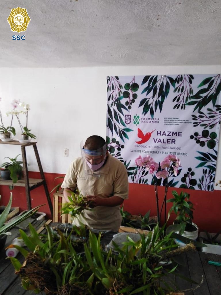 VENTA TULIPANES Y ORQUÍDEAS CULTIVADAS POR LAS PERSONAS PRIVADAS DE LA LIBERTAD (7).jpeg