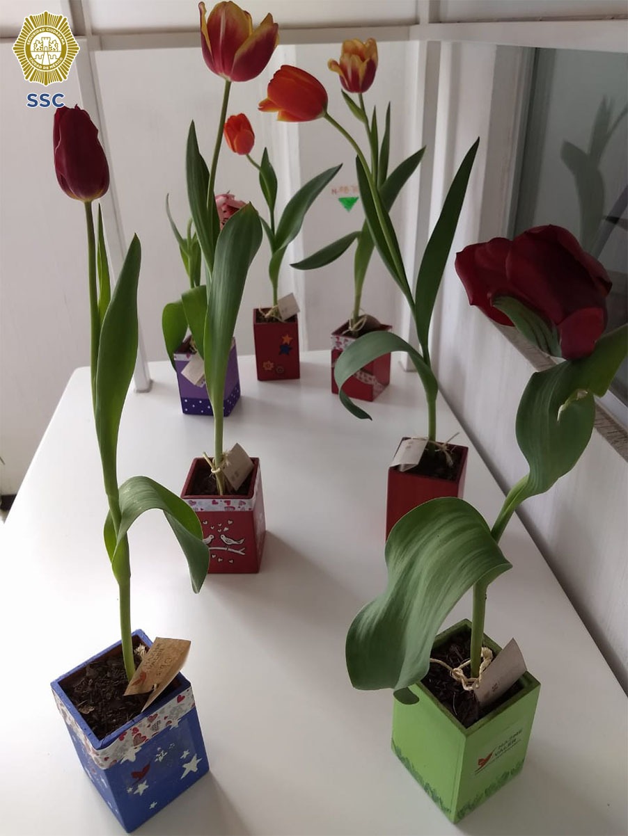 VENTA TULIPANES Y ORQUÍDEAS CULTIVADAS POR LAS PERSONAS PRIVADAS DE LA LIBERTAD (8).jpeg