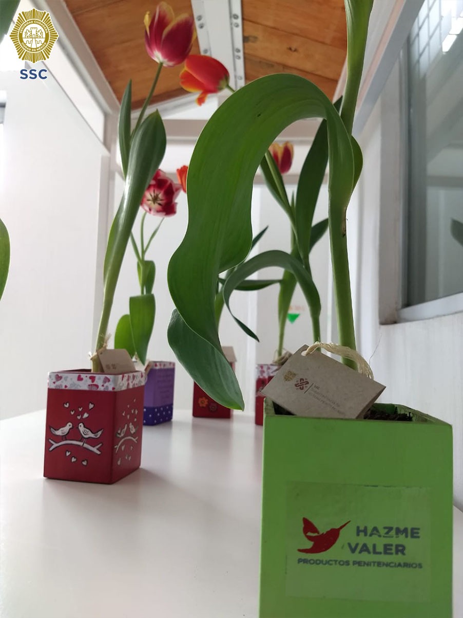 VENTA TULIPANES Y ORQUÍDEAS CULTIVADAS POR LAS PERSONAS PRIVADAS DE LA LIBERTAD (11).jpeg